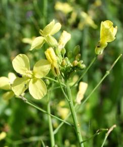 Fotografia da espécie Brassica barrelieri