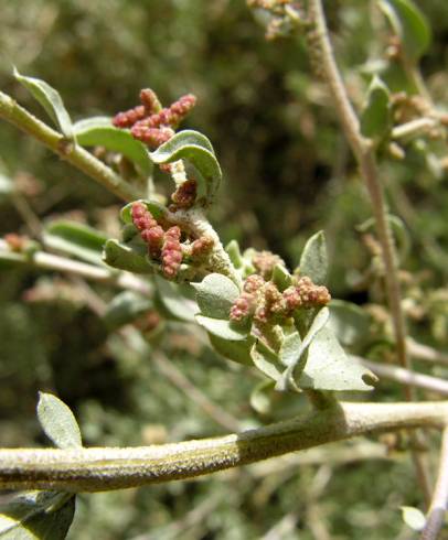 Fotografia de capa Atriplex halimus - do Jardim Botânico