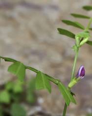 Fotografia da espécie Vicia sativa subesp. cordata