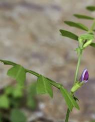 Vicia sativa subesp. cordata