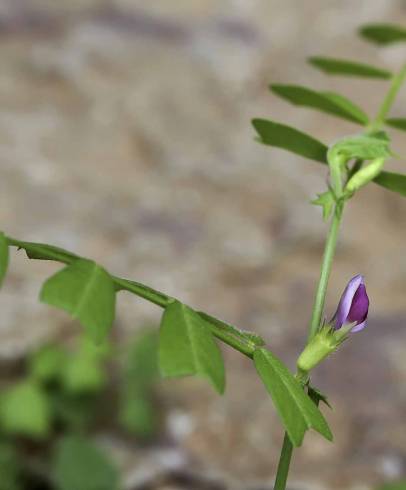 Fotografia de capa Vicia sativa subesp. cordata - do Jardim Botânico