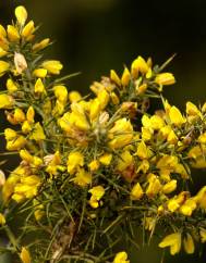 Ulex parviflorus