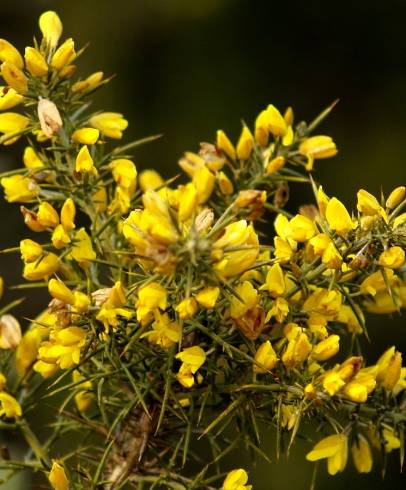 Fotografia de capa Ulex parviflorus - do Jardim Botânico