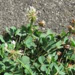 Fotografia 4 da espécie Trifolium repens do Jardim Botânico UTAD