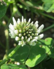 Trifolium repens