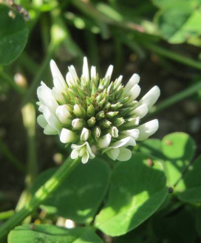 Fotografia de capa Trifolium repens - do Jardim Botânico