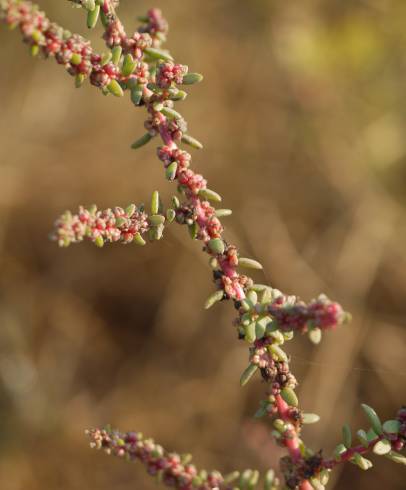 Fotografia de capa Suaeda maritima - do Jardim Botânico