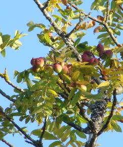 Fotografia da espécie Sorbus domestica