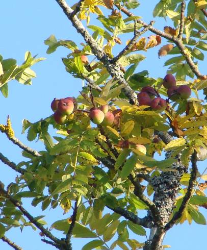 Fotografia de capa Sorbus domestica - do Jardim Botânico