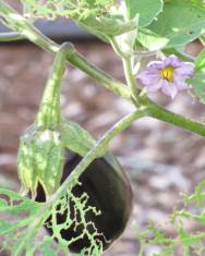 Fotografia da espécie Solanum melongena