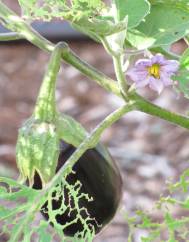 Solanum melongena