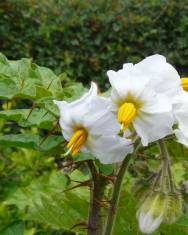 Fotografia da espécie Solanum sisymbriifolium