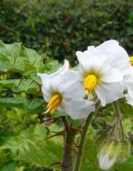 Solanum sisymbriifolium