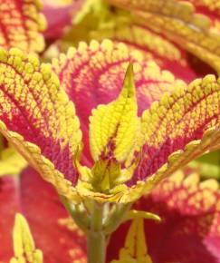 Fotografia da espécie Solenostemon scutellarioides