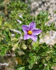 Fotografia da espécie Solanum linnaeanum
