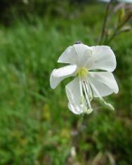 Fotografia da espécie Silene italica