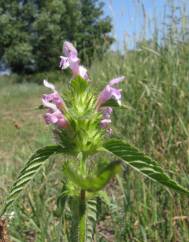 Galeopsis tetrahit