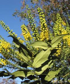 Fotografia da espécie Mahonia japonica