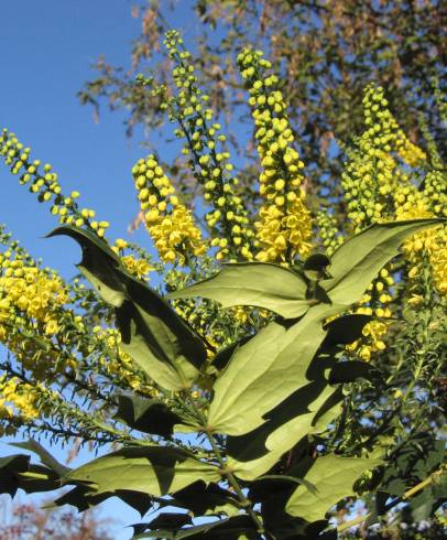 Fotografia de capa Mahonia japonica - do Jardim Botânico