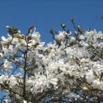 Fotografia 9 da espécie Magnolia stellata do Jardim Botânico UTAD