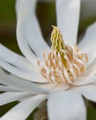 Fotografia da espécie Magnolia stellata