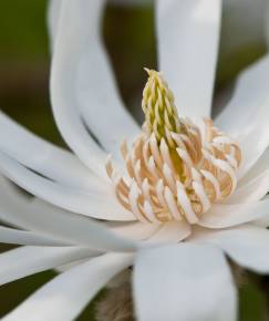 Fotografia da espécie Magnolia stellata