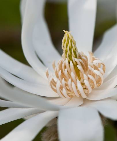 Fotografia de capa Magnolia stellata - do Jardim Botânico