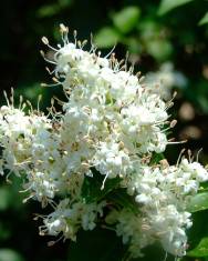 Fotografia da espécie Ligustrum sinense var. sinense