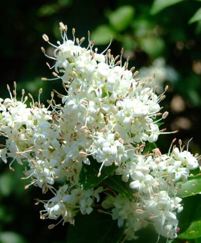 Fotografia de capa Ligustrum sinense var. sinense - do Jardim Botânico