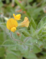 Lotus subbiflorus