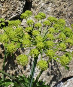 Fotografia da espécie Angelica major