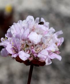 Fotografia da espécie Armeria rouyana