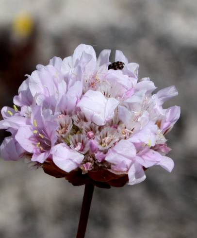 Fotografia de capa Armeria rouyana - do Jardim Botânico