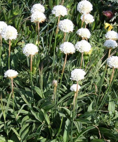 Fotografia de capa Armeria pseudoarmeria - do Jardim Botânico