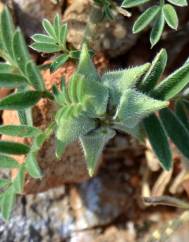 Astragalus epiglottis