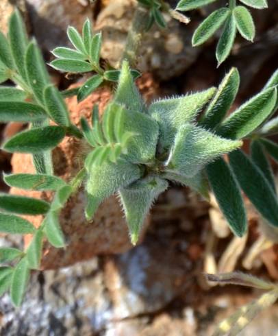 Fotografia de capa Astragalus epiglottis - do Jardim Botânico