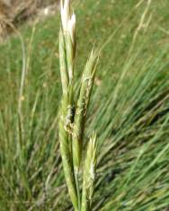 Fotografia da espécie Brachypodium phoenicoides