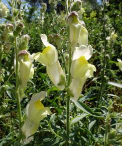 Fotografia da espécie Antirrhinum braun-blanquetii