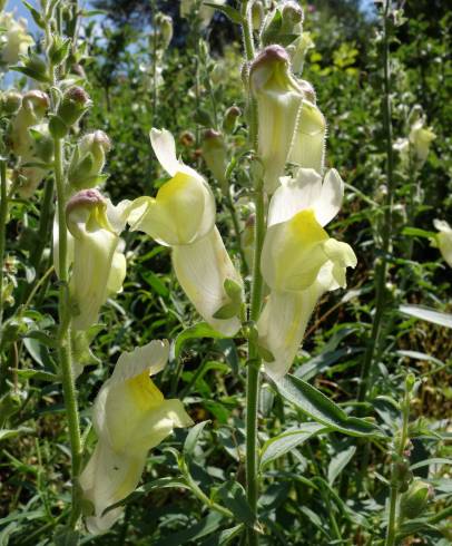 Fotografia de capa Antirrhinum braun-blanquetii - do Jardim Botânico