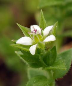 Fotografia da espécie Arenaria serpyllifolia