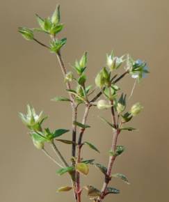 Fotografia da espécie Arenaria serpyllifolia