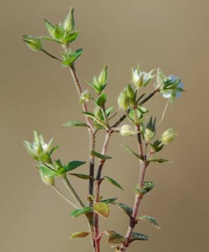 Fotografia de capa Arenaria serpyllifolia subesp. leptoclados - do Jardim Botânico