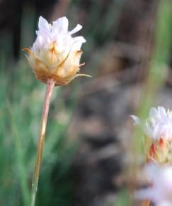 Fotografia da espécie Armeria eriophylla