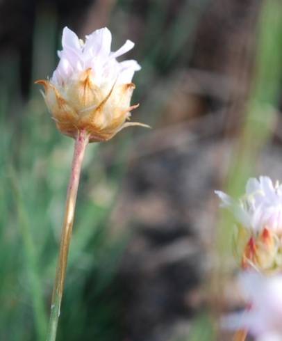 Fotografia de capa Armeria eriophylla - do Jardim Botânico