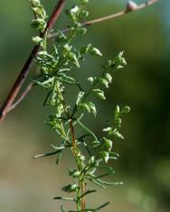 Fotografia da espécie Artemisia campestris subesp. glutinosa