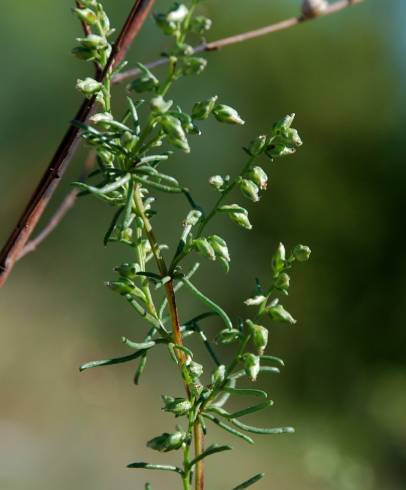 Fotografia de capa Artemisia campestris subesp. glutinosa - do Jardim Botânico