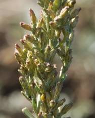 Fotografia da espécie Artemisia caerulescens subesp. caerulescens