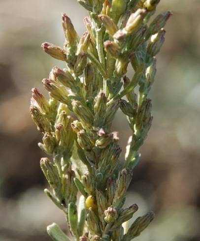 Fotografia de capa Artemisia caerulescens subesp. caerulescens - do Jardim Botânico