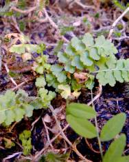 Fotografia da espécie Asplenium petrarchae subesp. petrarchae