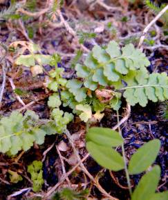 Fotografia da espécie Asplenium petrarchae